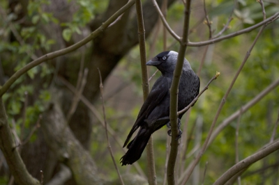 Achter in de tuin. Kauwtjes zijn hele sociale vogels.