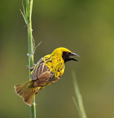 Deze Village Weaver ( het zwarte masker loopt niet door boven  de snavel) was  druk in de weer met het afstropen van vezels voor de bouw van het nest .