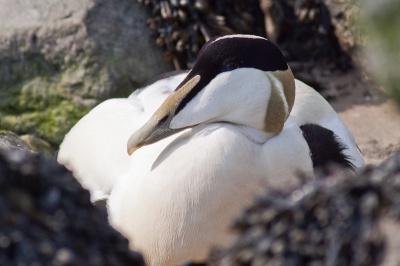 Deze eider lag te rusten tussen een aantal rotsblokken en trok zich niks van mijn aanwezigheid aan. Een erg lastige vogel om goed te belichten. Bij een vaal zonnetje is deze het best gelukt...