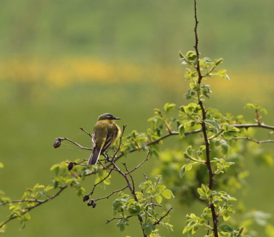 Met mijn nieuwe L Lens heb ik toevallig deze gele kwikstaart kunnen nemen. De lens is 200mm dus heel dicht bij kon ik niet komen. Ik heb de foto flink moeten croppen.