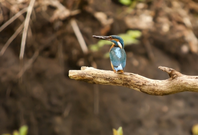 Na altijd vol bewondering naar fotos op birdpix te hebben gekeken, besloten om zelf ook eens een foto te plaatsen. Al een paar jaar gezocht naar het ijsvogeltje. Vaak gezien maar nooit kunnen fotograferen. Nu dus wel gelukt. Andere foto geplaats niet wetende dat er geen copy op mocht. Foto werd dus niet geplaatst