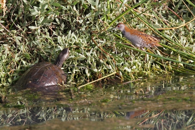 vlak bij de zoutpannen van Skala Kaloni stond een groep vogelaars te kijken bij een grote sloot. Ze hadden het kleinst waterhoen gezien. Helaas hij had zich verscholen en liet zich niet meer zien. De volgende morgen had ik meer geluk. Hij liep een heel eind langs de rietkraag/ begroeiing. Tot deze hindernis opdoemde.