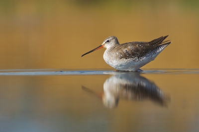 Half april kreeg ik een unieke kans om deze Zwarte Ruiter vast te leggen. Ik heb een behoorlijk aantal foto's kunnen maken. Door middel van deze pose heb ik voor deze foto gekozen hier op Birdpix.

Nog meer opnames zijn te zien in mijn nieuwe blog http://rvdaalen.blogspot.com of op mijn website bij recente foto's