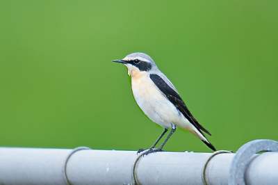 Als je vanaf Lauwersoog naar de telpost rijd zie je op het hek, of in de bomen, altijd wel een vogel zitten die als je stopt er altijd vandoor gaat. Deze Tapuit bleef net een paar seconden zitten.