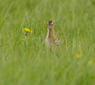 Tijdens het fotograferen van een grutto op een paal zag ik telkens iets kleins boven het gras uitsteken, toen mijn aandacht daar maar even op gericht en ja hoor 2 jonge grutto's. Er waren maar een paar momenten dat ze wat verder boven het gras uitkwamen om ze te kunnen fotograferen.