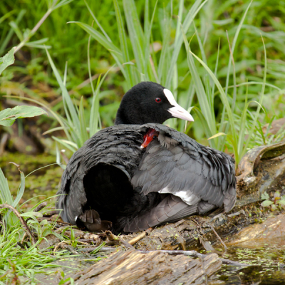 "Ga jij buiten spelen, jongen?"
"Ik kijk even wat voor weer het is mam, het is helemaal niks dus lekker binnen blijven vandaag....."
Mooi spul die Meerkoeten.

Groet,
Andr