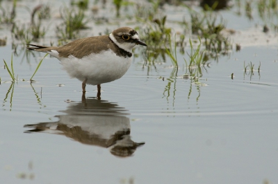 voeragerende kleine plevier in een regenplas een paar meter van de weg. gehurkt kon ik tot een paar meter dichtbij komen. mooie belevenis, ik had er nog nooit een mooi kunnen fotograferen.