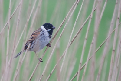 Soms komt door de achtergrond de foto er helderder uit als dat de situatie was (regenachtig).
Deze Rietgors zat in een smal strookje riet met daarachter weiland vandaar dat heldere groen tussen het riet.