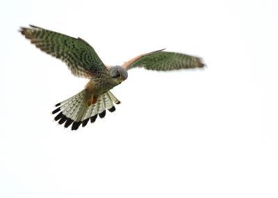 Deze Torenvalk stond plotseling boven mij toen ik op zoek was naar weidevogels, hij zag kennelijk een muisje en kwam wat lager waardoor ik hem mooi in het beeld kon vangen, achtergrond valt erg licht uit maar ik vind 'm wel geslaagd.