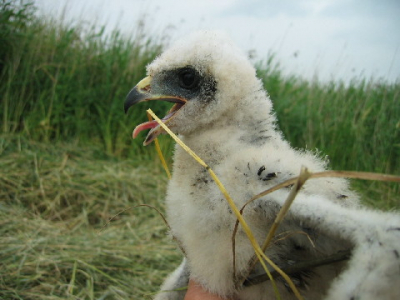 Vrouwtjes kuiken wordt geringt