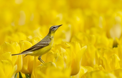 2 keer had ik de mogelijkheid om een serietje te maken in het tulpenveld.
Na een eerste selectie load ik de voor mij mooiste hier naar toe up.  Achteraf vond/vind ik deze de mooiste.