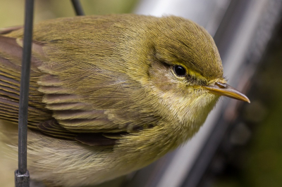 Deze Fitis vloog samen met een soortgenoot tegen mijn raam terwijl ik in de tuin bezig was. Op de camera een 50mm 1.8 + 250D close-up lens. Versuft zat hij op het fietswiel bij te komen van de klap. Zijn soortgenoot heeft de klap niet overleefd. Deze vloog snel weer weg.
