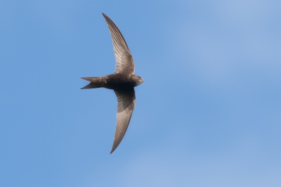 Een van mijn eerste gierzwaluwen in vlucht. Deze vogels zijn erg snel en daarom ook erg moeilijk op de foto te krijgen. Ik ben wel redelijk tevreden met het resultaat.

http://www.van-beilen.nl