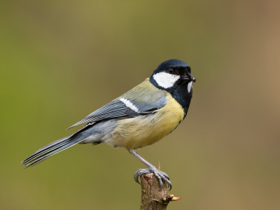 Eerst het decor uitgezocht, toen het gesnoeide takje en dan even wachten totdat de Koolmees aan mijn wensen ging voldoen. En ja hoor alles ging volgens plan.
Meer op http://verlaat-fotografie.nl/recent.html

Groet,
Andr