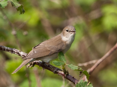 Deze prachtige zangvogel die je haast nooit ziet maar wel hoort kwam plots even in beeld. Het lukte mij toch nog om enkele opname's te maken.
http://verlaat-fotografie.nl/recent.html

Groet,
Andr