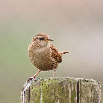 Ik ging met me vader naar de Hekslootpolder, toen er op   eens een Winterkoning heel dichtbij op een paaltje ging zitten.
Ik kwam steeds dichterbij, en kwam zelfs zo dichtbij dat me lens het niet meer redden kon.
En zo kwam ik dus aan deze mooie foto van dichtbij.