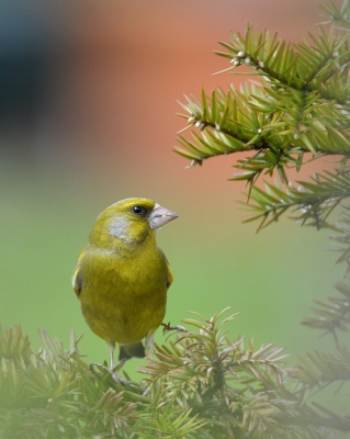 Een groenling komt niet zo vaak naar mijn tuin, maar ik zag deze namiddag  een paar van groenling in de tuin.
Ik constateerde wel de verschillen in zijn kleur. 
Eerst stuur ik een  mannetje.