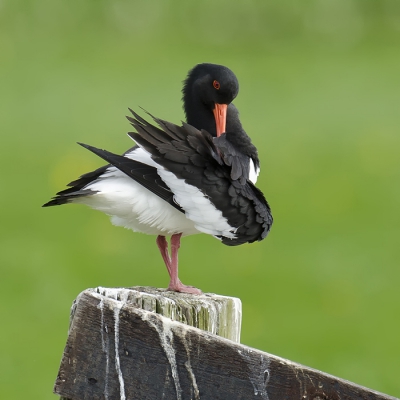 Op zoek naar de kievieten die momenteel erg druk zijn in de lucht kwam ook deze scholekster mij even gezelschap houden.