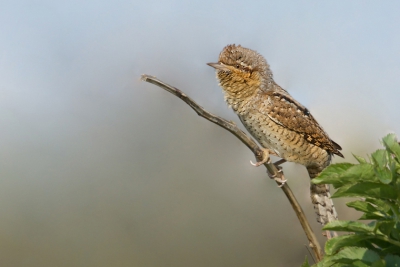 Een soort dat ik nog nooit had gezien, geweldig mooie vogel.
en als je hem dan ook nog kan fotograferen is je dag natuurlijk top.

gr martijn