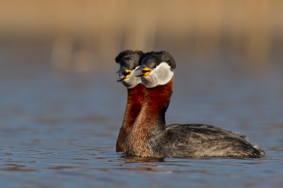 This pic was taken in shallow fish pond from the floating hide.