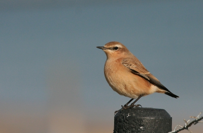 Altijd leuk om tegen te komen: de Tapuit. Zelfs al zitten er tientallen, het blijven leuke vogels. Het waddeneiland Vlieland zit soms helemaal vol met deze vogeltjes, erg gaaf om er zo veel bij elkaar te zien! Maar zo alleen, in hun typische houding, vind ik ze ook erg mooi!