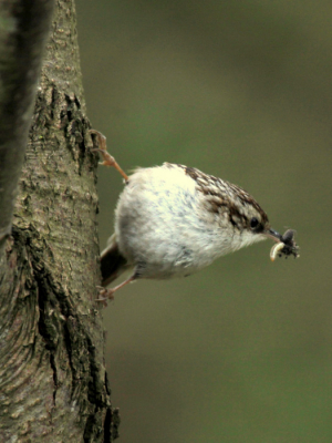 Vandaag in vogelhut bij de Olde Maten bezoek gehad van deze boomkruiper, maar wat zijn ze verschrikkelijk snel. Vindt de prooi een extra toegift. Groeten Eelco.