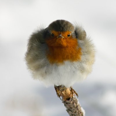 Ik ga vaak met mijn vader naar de Amsterdamse Waterleidingduinen, en toen hoorde ik op eens een soort van getik, en in de struiken zat een roodborst.
Ik probeerde steeds meer bij de roodborst te komen daarna ging hij heel mooi op een vrij takje in de sneeuw zitten en kreeg ik dus dit effect
