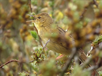 Als tijdelijke afsluiter van de sprinkhaanserie wil ik ook nog graag deze zingende laten zien. Het was vooral erg lastig om de vogel scherp te krijgen tussen alle takken door, maar hier had ik het geluk dat de kop vrij was.

Groeten Tom Versluijs