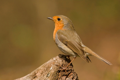 Ik fotografeer nu een jaar of drie waarvan het laatste jaar wat serieuzer. Sinds een week probeer ik vanuit een schuiltent vogels te fotograferen (met 70-200 f2.8 en ext. 1.4x). Dit is een van de eerste opnamen. Ik ben benieuwd naar jullie commentaar