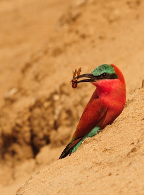 Deze bijeneter was druk doende zijn naam eer aan te doen. Liggend op de oever van de Luangwa rivier lukte het een aantal mooie foto;s te maken van deze prachtige bijeneters.