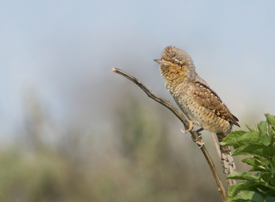 Prachtig moment om deze bijzondere vogel voor het eerst te zien en vast te leggen.

gr martijn