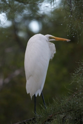 Deze Zilverreiger heeft net een stortbui getrotseerd...