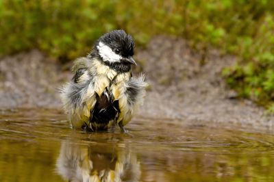 Leuk al die badderende vogels voor je schuiltent. Bij dit wijfjw is de broedvlek mooi te zien. Het is de tweede foto die ik upload. GRAAG jullie commentaar