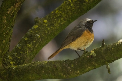 Kwam net terug van mijn vaste ronde toen deze nieuwe soort heel even in de pruimenboom ging zitten. Camera stond nog op Tijdvoorkeuze 1/500 sec met als resultaat een te donkere opname. 
Prachtige vogel. Hij is nog steeds in de buurt maar helaas niet meer in de pruimenboom...