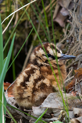Ben nieuw in vogelfotografie en heb nog weinig verstand van vogels. Volgens mij is dit dus een houtsnip jong maar weet het niet 100% zeker. Zag ze samen met moedervogel de weg oversteken het struikgewas in. Toen ik daar aankwam bleven ze even zitten. Er was geen nest o.i.d in de buurt dus het is geen nestfoto.