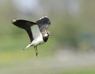 Alhoewel een aantal kievieten wat verderop hun acrobatische kunsten aan het vertonen waren kwamen sommigen toch redelijk dichtbij. Komend weekend er maar weer naar toe.