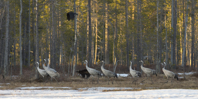 In a hide to photograph bears & wolverines a group of cranes visited the area as well ,I was lucky to capture the cranes together with a wolverine and a raven as bonus.