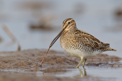 This pic was taken in the flooded cultivated field from the hide. There are big gatherings of different species of waders in spring.