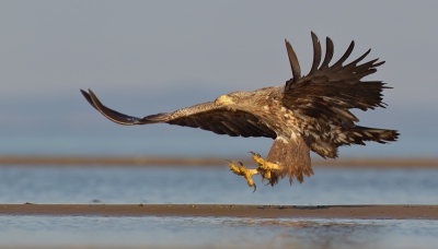 This pic was taken from the hide on the small sandy island.