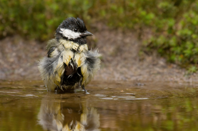 Sinds een week probeer ik vogels op de foto te zetten. Als ik naar jullie foto's kijk kan het nog veel beter. GRAAG jullie commentaar. Het leuke aan deze Koolmees is de duidelijk zichtbare broedvlek