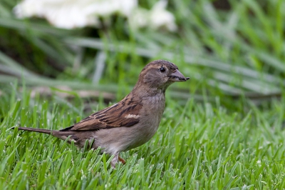 Na al wat info gevraagd te hebben op het forum over welke lens aan te schaffen ter vervangenging van me sigma 150-500 ben ik overgestapt op de canon 400mm 5,6 usm L lens daarna alleen geen tijd meer gehad om te Fotograferen . Afgelopen weekeinde dan toch eindelijk even een moment om deze mus vast te leggen. En nu dan sinds hele lange tijd weer me eerste foto op deze site.

Groeten Sturm