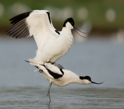 Mooie serie kunnen maken van deze prachtige vogels.