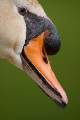 Bij het fotograferen van de jonge zwaantjes kwam vader naast me staan om alles goed in de gaten te houden
Hij was heel relaxed en ik kon dus mooi dit portretje maken
Niets aan bijgesneden