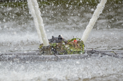 Midden in Zwijndrecht....midden in een stadsvijver.....midden in de fontein......zit deze Meerkoet te broeden. Ach ja, wie wil dat nou niet.....een appartement in de stad, op loopafstand van alle winkels en ook nog stromend water.
Hier http://members.casema.nl/r.steenwinkel/12_05_08_Koetopfontein_Pad-205.jpg staat een foto die iets meer indruk van de situatie geeft. Ik heb even getwijfeld welke te plaatsen maar uiteindelijk voor deze gekozen.