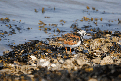 In de haven van Lauwersoog hebben we een aantal foto's kunnen maken van o.a. deze steenloper. Een erg mooi gezicht zo smorgens vroeg. Dit vonden we wel een fraai plaatje om te plaatsen.