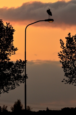 De zon was bijna onder toen ik richting huis reed. Op een gegeven moment zag ik deze ooievaar op een lantaarnpaal en heb een plek gekozen waar ik de auto gunstig kon parkeren. Ik had alleen mijn 400mm lens bij me en moest op een behoorlijke afstand gaan staan om het maaiveld er ook nog op te krijgen. Gewacht totdat de ooievaar een mooie pose aannam.