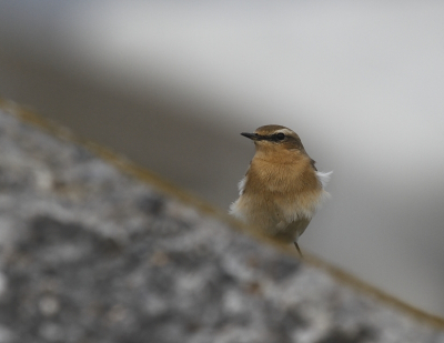 De tapuiten zijn weer alom aanwezig, ook hier op Birdpix. Deze was net als ik aan het uitwaaien op het puntje van de pier.