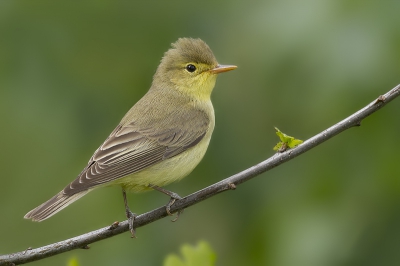 Hierbij mijn tweede upload op birdpix. Gisteren heb ik deze spotvogel kunnen knippen, ben er erg blij mee!