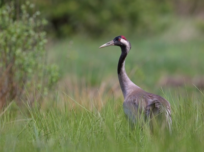I noticed 3 cranes wadering in a wet meadow near the forest. I tried to came as close as possible and to lay down under the fir. Cranes came as close as 15m and stayed near by for more then an hour. Here is a pic of one of them.