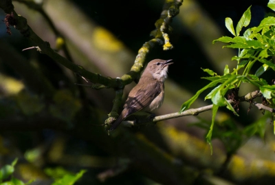 wat een prachtige zang heeft dit vogeltje en erg bewegelijk al paar keer terug moeten gaan om het over nieuw te proberen vast te leggen